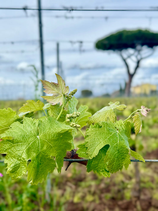 Primavera con Pioggia fra Vigna e Cantina