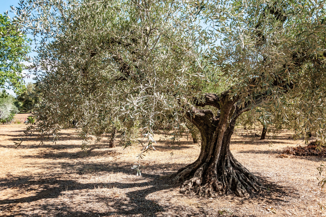 Caolino, trattamento biologico per ulivi e viti