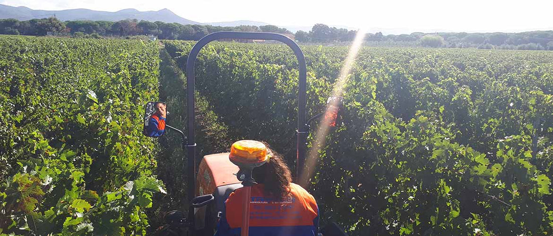 Vendemmia a Podere Conca