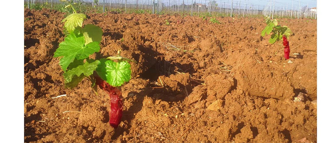 Un nuovo vigneto a Podere Conca