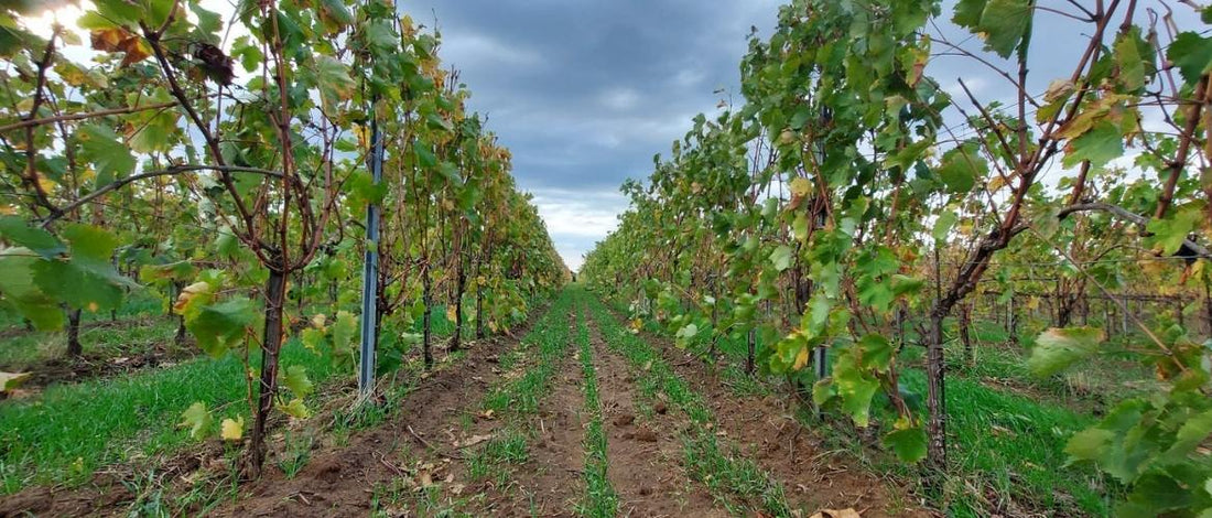 Autunno in vigna: seminiamo l’interfilare